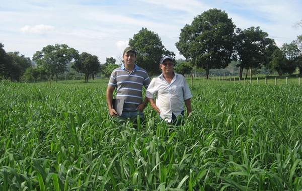 Conselho deve propor diretrizes e políticas públicas para o desenvolvimento rural sustentável (Foto SAA)